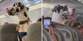 C’è un alano sull’aereo, il viaggio speciale con Horus