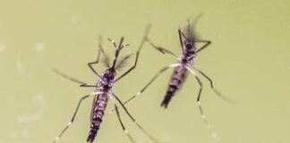 Chikungunya, cosa stiamo sbagliando? “Zanzare avanzano e servono più dati”