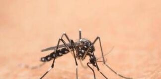 Cina, è allarme Chikungunya: oltre 7.700 casi