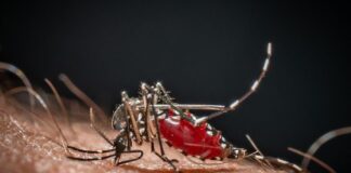 Da Dengue a West Nile, in Italia 40 specie di zanzare: ecco come difendersi