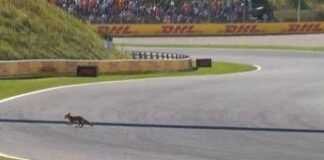 Formula 1, ‘invasione di campo’ in Olanda. Leclerc: “C’è una volpe in pista”