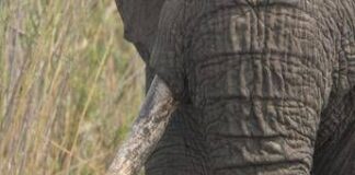 Giornata mondiale dell’elefante, specie in pericolo dall’Africa all’Asia