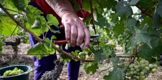 Vendemmia 2025, qualità eccellente per le uve Trentodoc