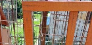 In gabbia sotto il sole, a Lecco salvati 10 cuccioli di pitbull amstaff