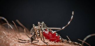 Lo strano effetto ‘boomerang’ dei repellenti: forse le zanzare stanno imparando ad amarli