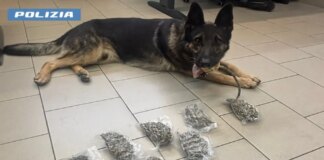 Milano, 4kg di marijuana nel letto dei bambini: arrestata una coppia