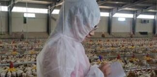 Pollo allevato sano e senza antibiotici in Campania, primi risultati sperimentazione italiana ‘In Ovo’