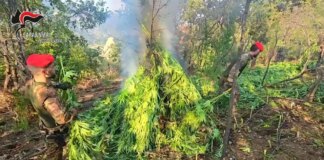 Scoperta una maxi piantagione di marijuana nella Locride