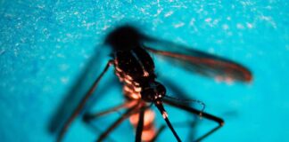 West Nile, caso di encefalite a Napoli. Rezza: “Sorveglianze bloccate, serve soluzione”