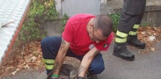 Cane lanciato dal viadotto Palermo-Sciacca, Ferrandelli “Ennesima crudeltà”