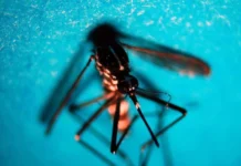 West Nile: un morto nel Vicentino, è la seconda vittima in Veneto west nile veneto lonigo