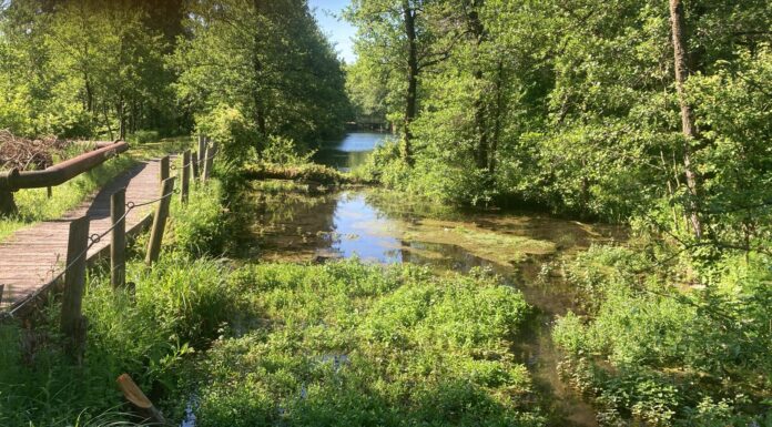 Caso Silva, il centrosinistra alza il muro: “La Regione prende tempo mentre l’acqua è a rischio” Silva zone di salvaguardia dueville acquedotto
