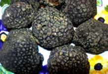 Tartufo dei Berici, Formaggio (FdI): “Tolleranza zero verso i raccoglitori abusivi. Pieno sostegno ai controlli” tartufo dei berici