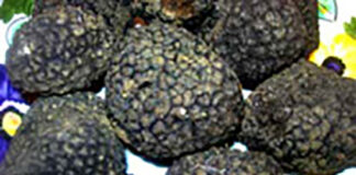 Tartufo dei Berici, Formaggio (FdI): “Tolleranza zero verso i raccoglitori abusivi. Pieno sostegno ai controlli” tartufo dei berici