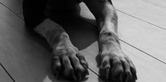 Messina, cane trovato morto in una valigia messina cane