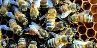 Confagricoltura, gli apicoltori incontrano Schillaci e Lollobrigida: “Il benessere delle api è un fattore strategico”