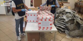 Bologna, sequestrate 500 kg di infiorescenze di canapa. Una denuncia