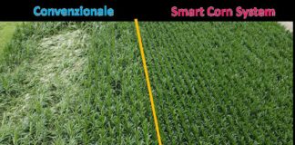 Preceon, il futuro del mais si sviluppa con Bayer in Italia