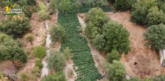 Sequestrate nel Nuorese due tonnellate e mezzo di droga