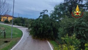 maltempo in veneto alberi abbattuti 