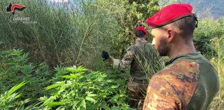 Rinvenuta nell’Aspromonte reggino una piantagione di canapa indiana