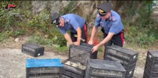 Trasportava in auto 2.200 uccelli protetti, uomo denunciato a Villa San Giovanni