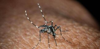 Effetto clima ‘pazzo’ sulle infezioni da zanzare, per ogni grado in più il rischio aumenta del 20%