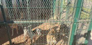 Cliniche, app e cure: così il Marocco affronta la questione randagismo