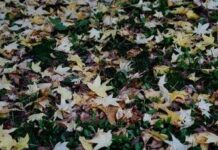 Oggi inizia la nuova stagione, cos’è e quando cade l’equinozio di autunno