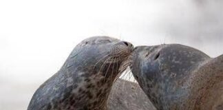 Oppo Reno14: l’AI rivoluziona la fotografia mobile