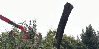 Schio, albero marcio: abbattuta sophora nel Parco del Donatore Schio sophora