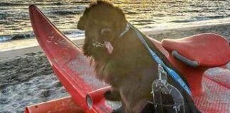 Sics, decine di salvataggi al mare e nei laghi grazie ai cani bagnino