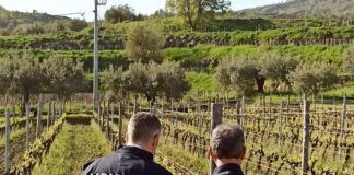 Società tedesca vendeva falso “Zibibbo di Pantelleria”, sequestrati 5 mila litri di vino