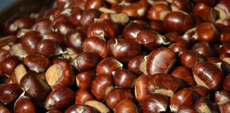 Produzione di castagne in Italia: dati e previsioni