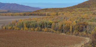 Cina: in corso la raccolta autunnale dei cereali (2)