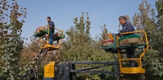 Cina: ad Alaer in corso la raccolta delle mele (1)