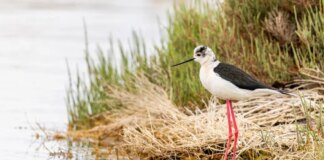 La Sardegna rafforza il monitoraggio di habitat e specie per tutelare la biodiversità e il valore ambientale dei propri territori