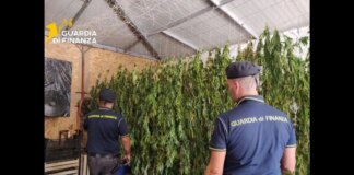 Scoperta maxi piantagione di marijuana nel Palermitano, un arrestato