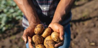 World Food Day, “Potatoes Forever!” celebra la sostenibilità