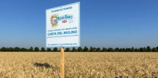 Con “Buongrano” Mulino Bianco porta l’agricoltura rigenerativa a tavola