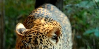 Banca del Fucino entra nella Fondazione Bioparco di Roma