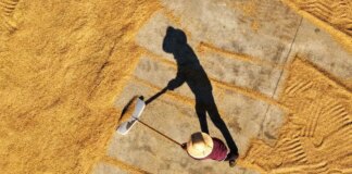 Cina: in corso la raccolta autunnale dei cereali (1)