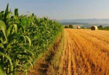 Agricoltura, anticipi PAC: già erogati 29 milioni di euro agli agricoltori veneti. AVEPA prosegue i pagamenti AVEPA