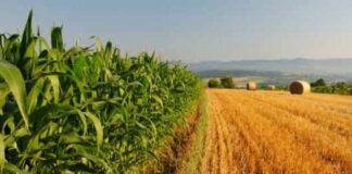 Agricoltura, anticipi PAC: già erogati 29 milioni di euro agli agricoltori veneti. AVEPA prosegue i pagamenti AVEPA