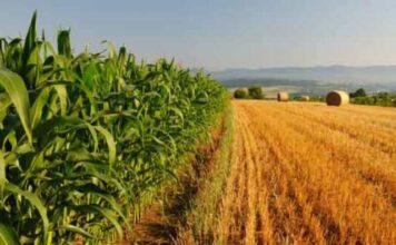 Agricoltura in Veneto, il PSR 2014-2022 è al traguardo: erogati tutti i 1.561 milioni di euro AVEPA Psr Veneto