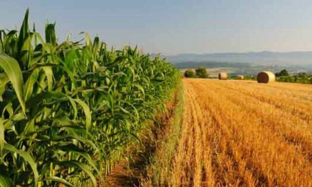 Agricoltura in Veneto, il PSR 2014-2022 è al traguardo: erogati tutti i 1.561 milioni di euro AVEPA Psr Veneto