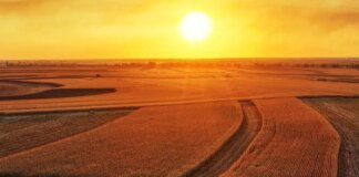 Cina: prosegue la raccolta autunnale di cereali nello Heilongjiang (1)