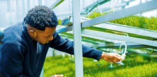 Coltivare senza terra per produrre cibo ovunque, la scommessa di Smartel in Nigeria