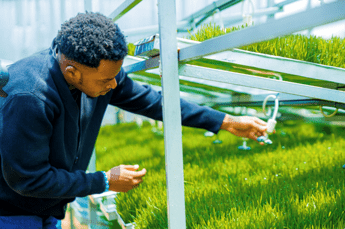 Coltivare senza terra per produrre cibo ovunque, la scommessa di Smartel in Nigeria