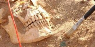 Due batteri sfiancarono l’esercito di Napoleone nella campagna di Russia